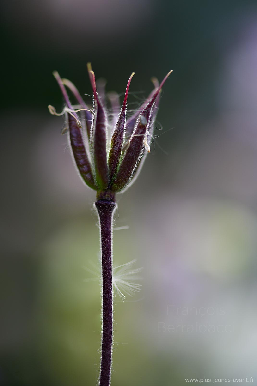 Ancolie à contre jour - Aquilegia vulgaris