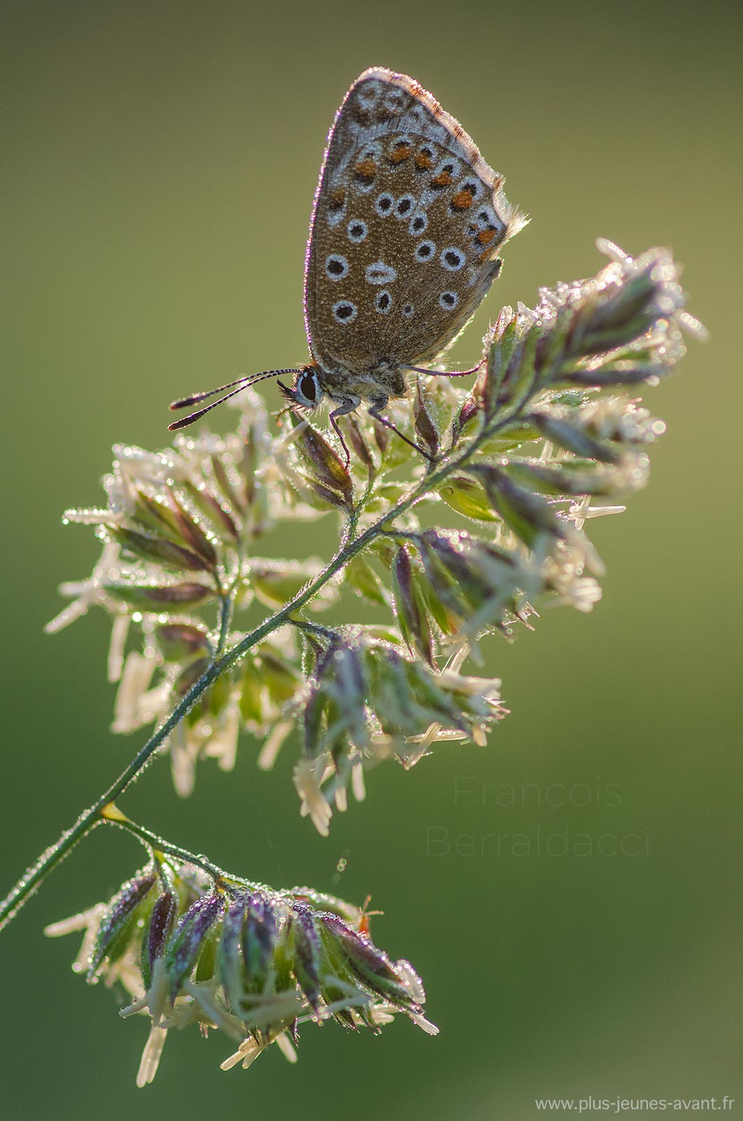 Papillon Argus bleu - Polyommatus icarus