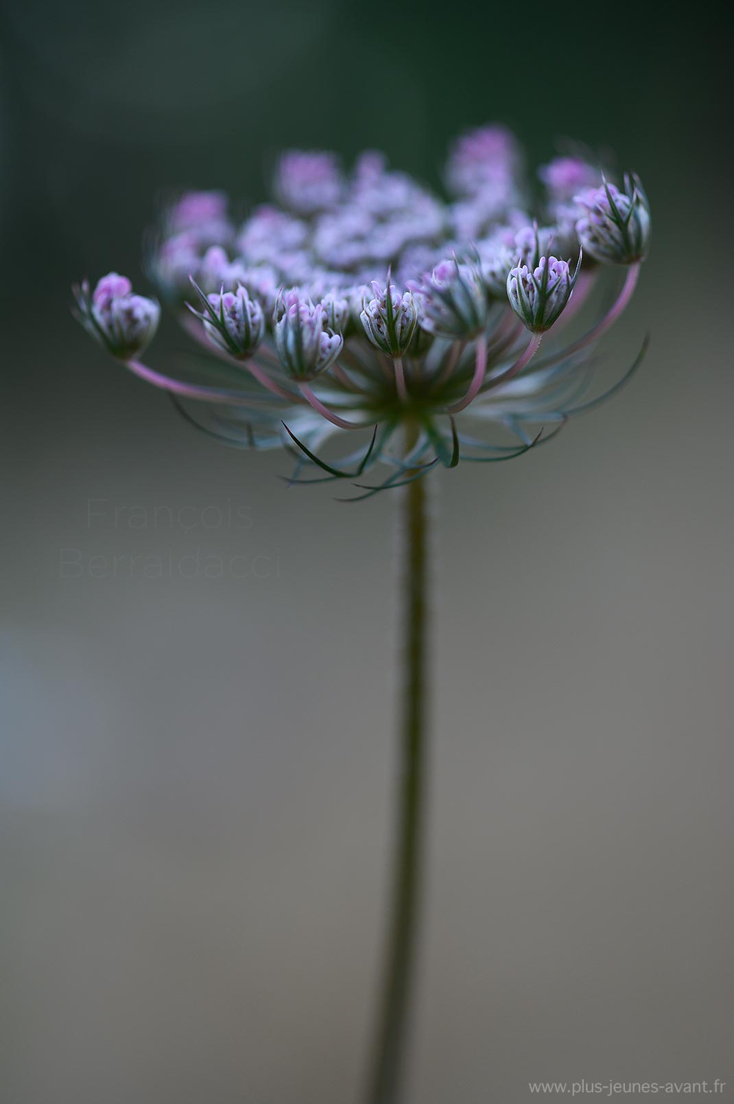 Fleur de carotte sauvage rose - Daucus carota