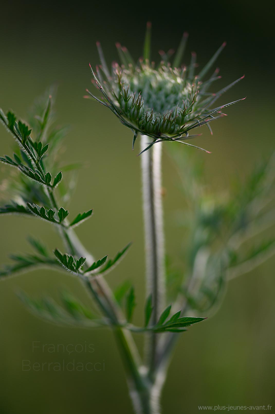 Fleur de carotte sauvage - Daucus carota