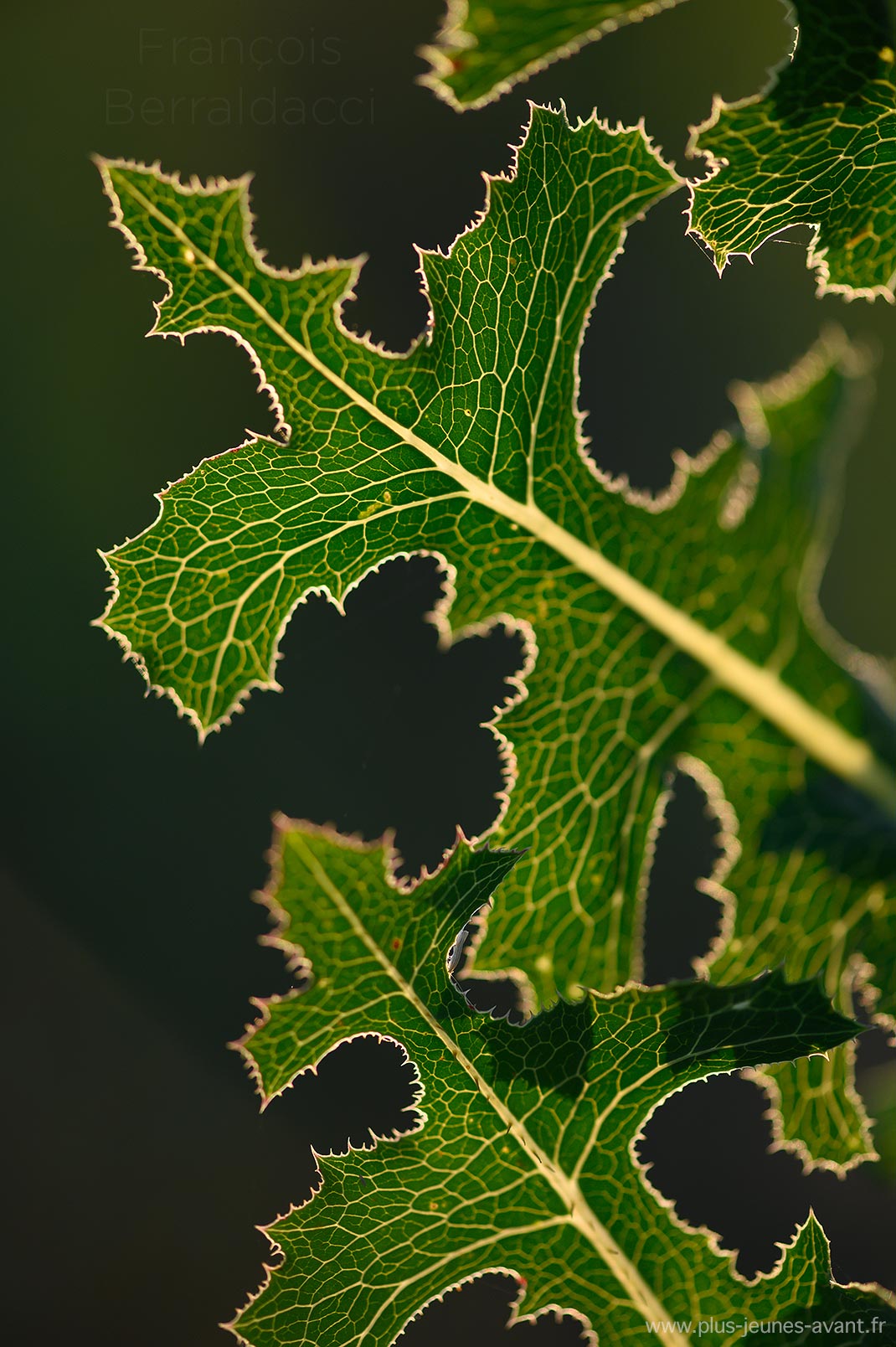 Laitue vireuse - Lactuca virosa