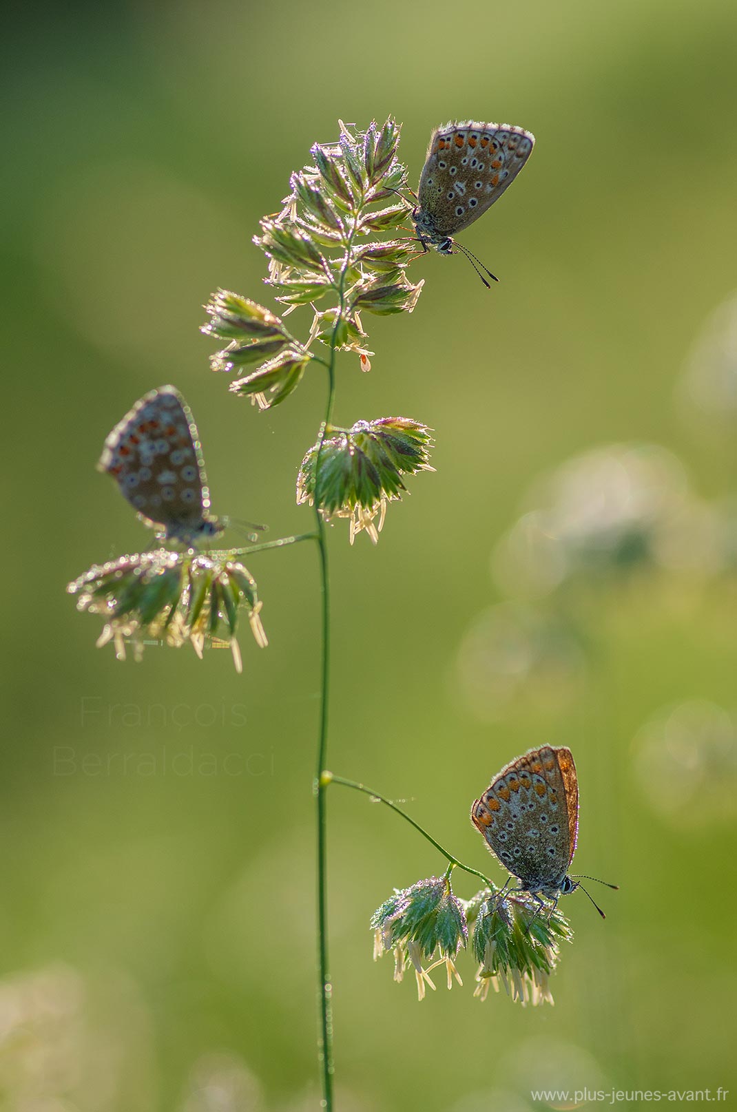 Papillons Azuré commun - Polyommatus icarus