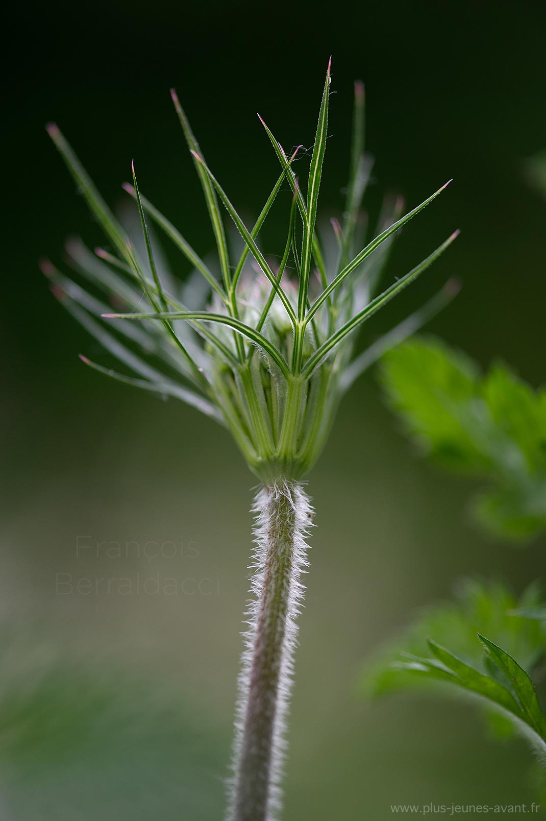 Bractées bouton carotte sauvage