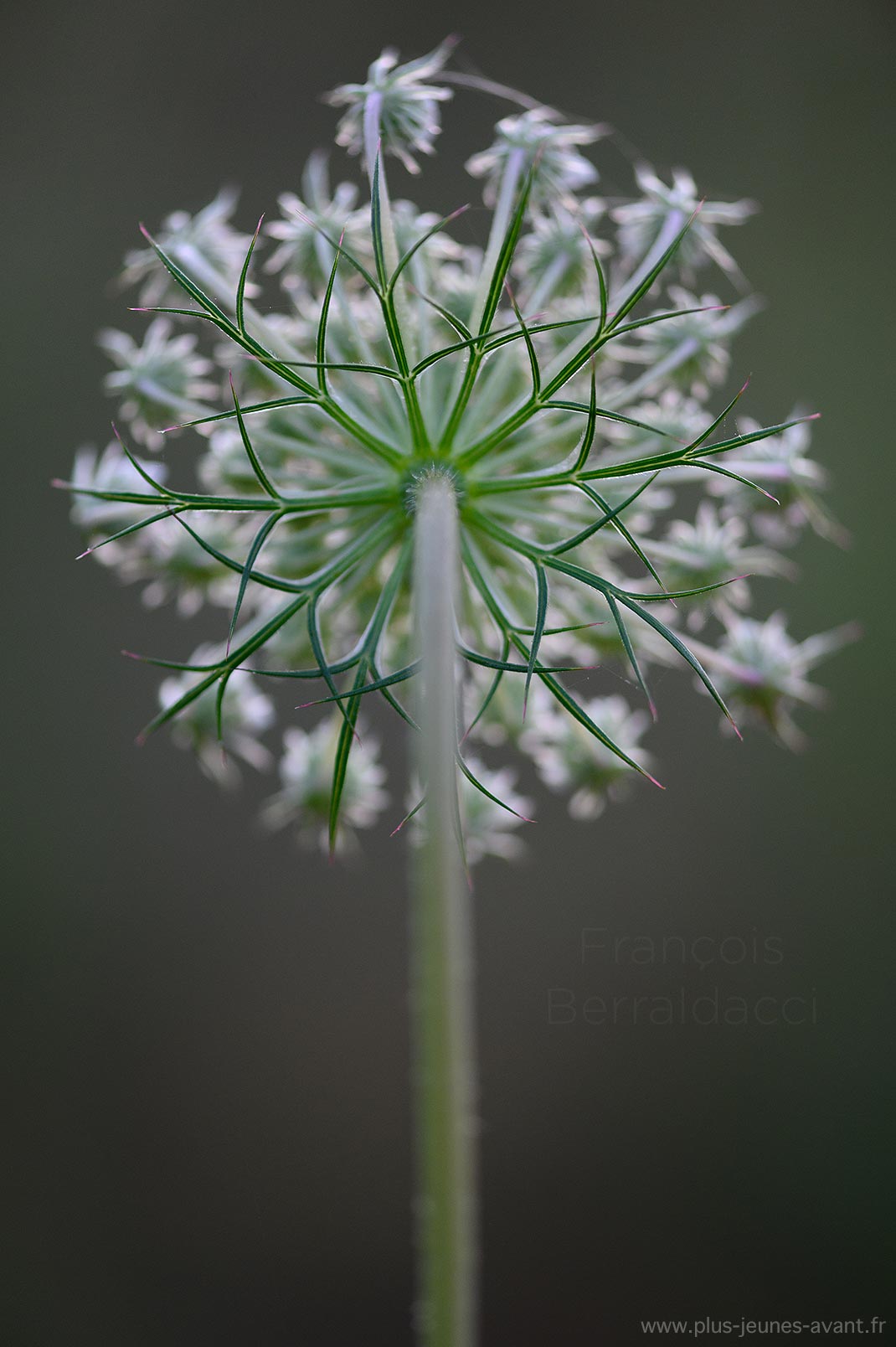 Bractées fleur de carotte sauvage