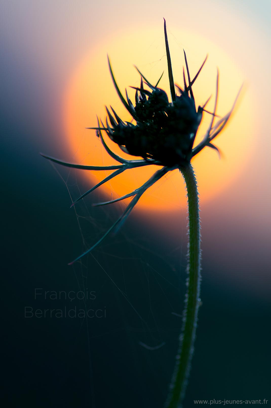 Carotte à contrejour devant le soleil