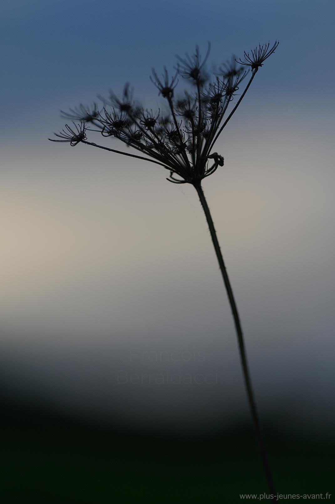 Carotte sauvage à contrejour