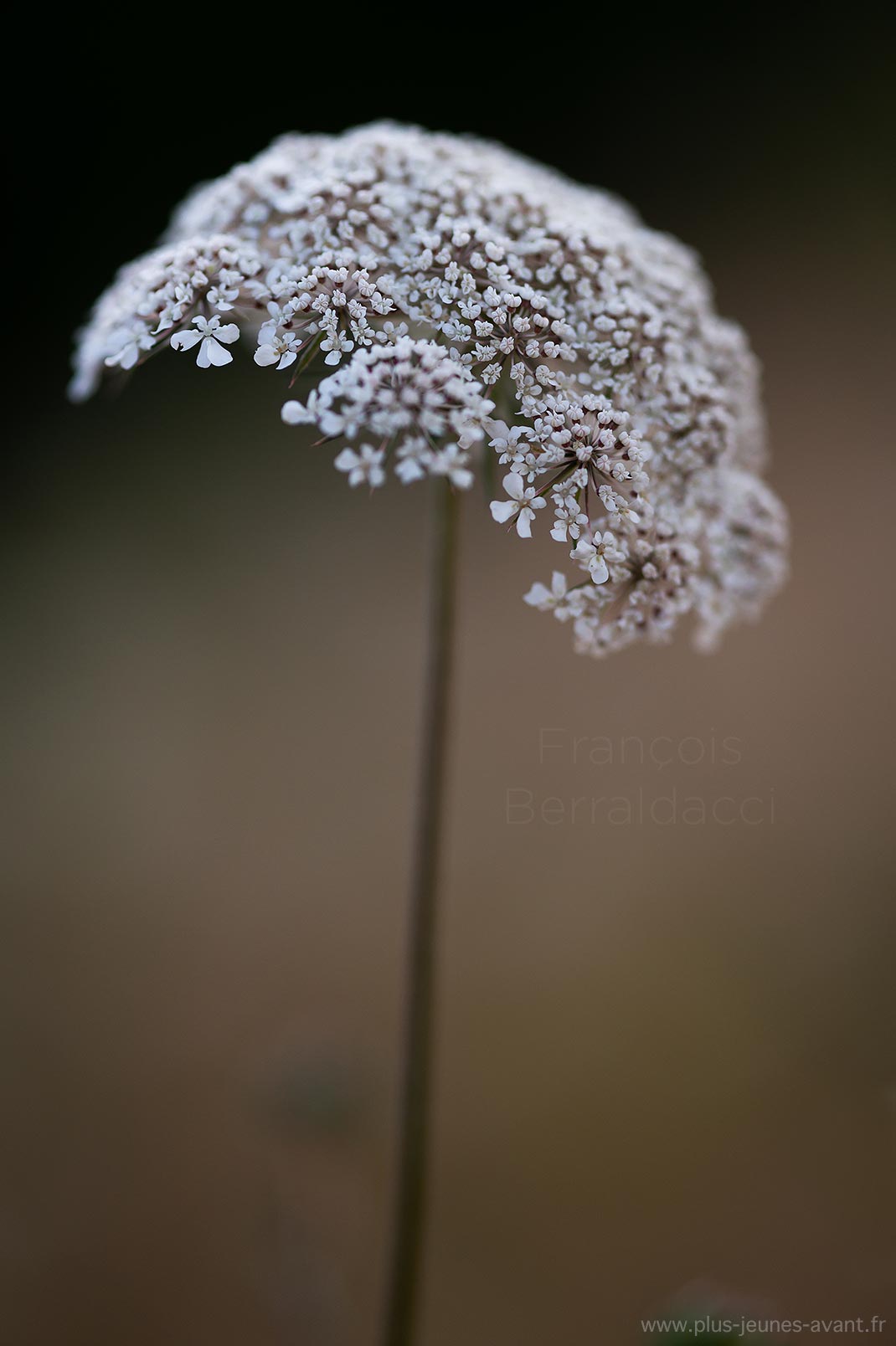 Fleurs Daucus carota