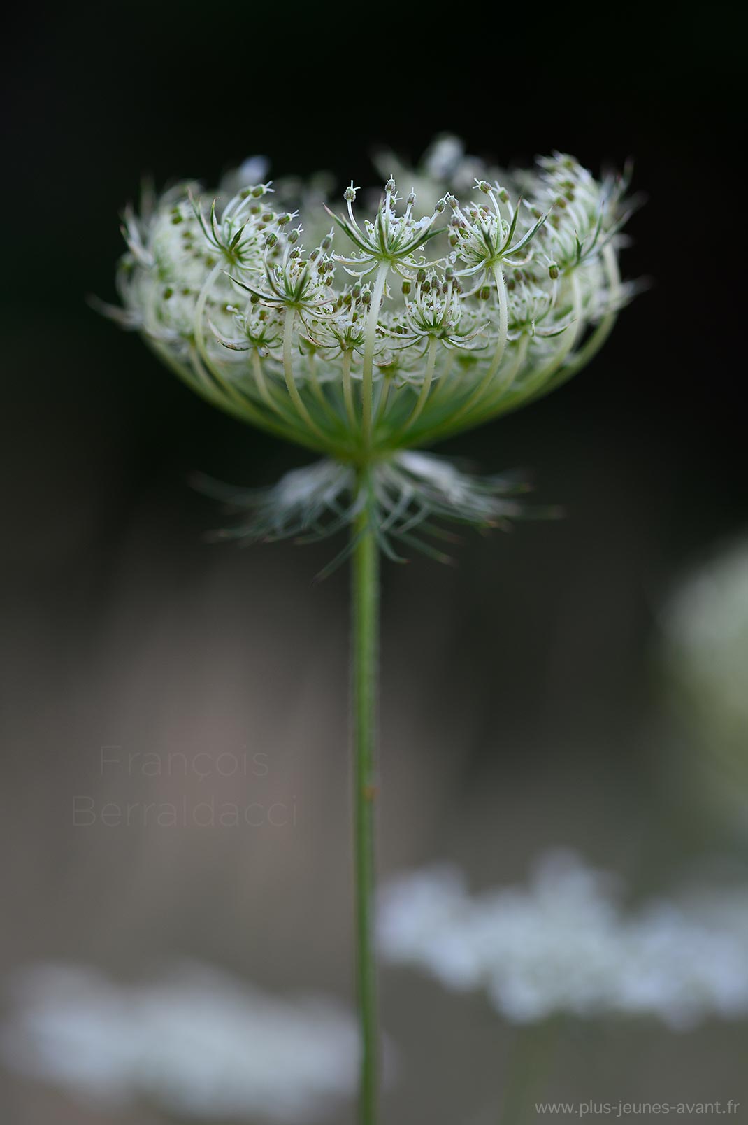 Fleur de carotte sauvage