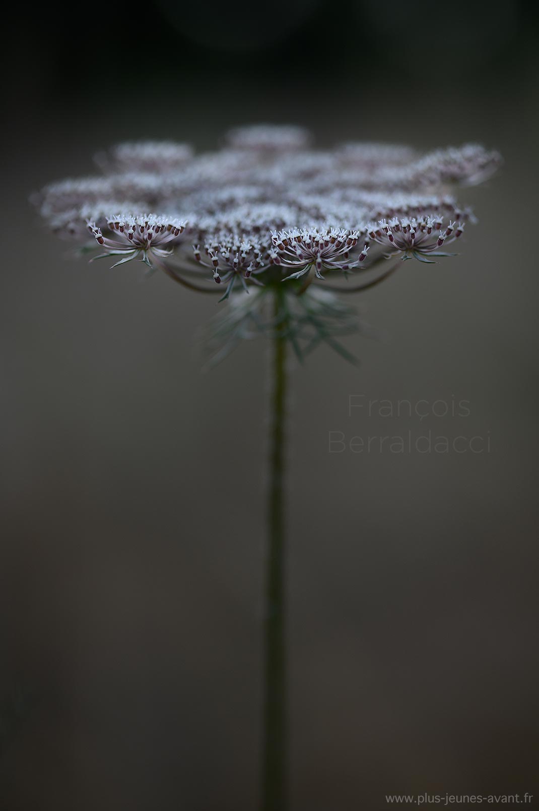Fleur de carotte sauvage