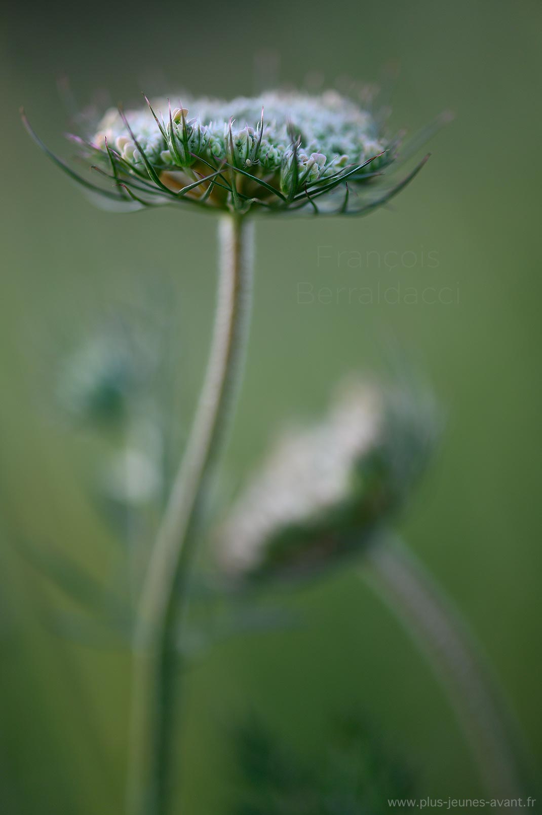 Daucus carota