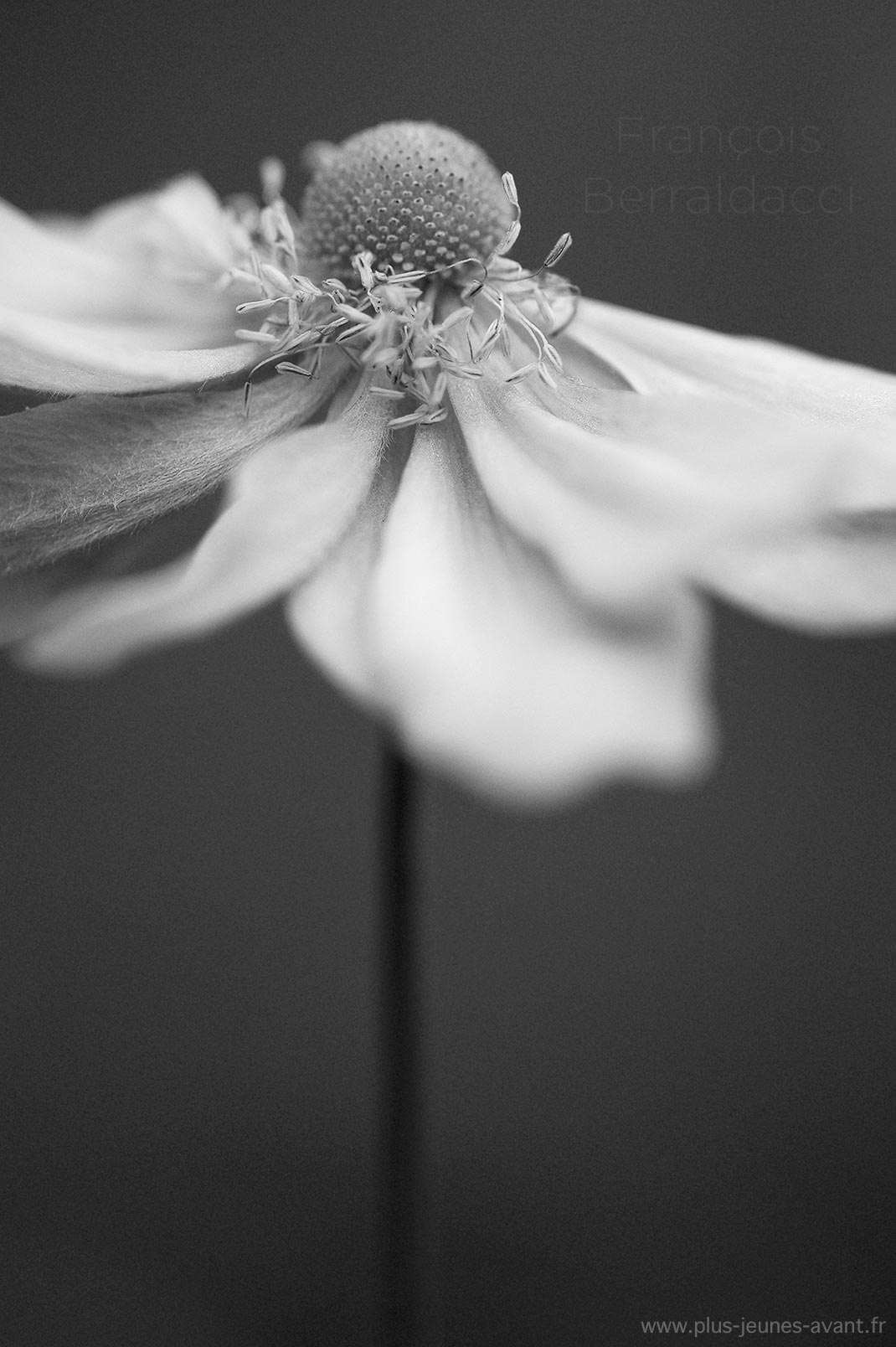 Fleur d'anémone fanée