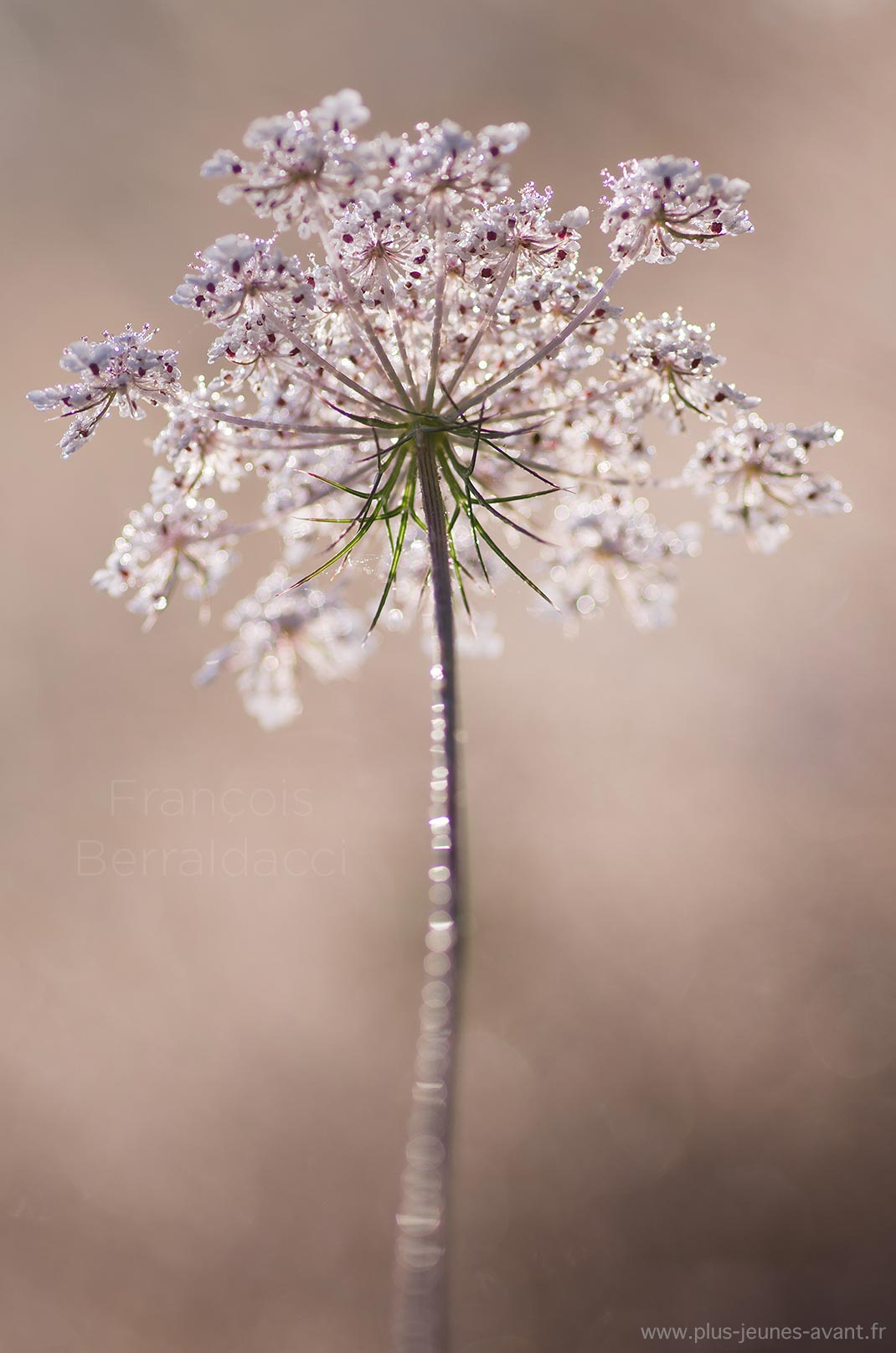 Fleur carotte sauvage argentée