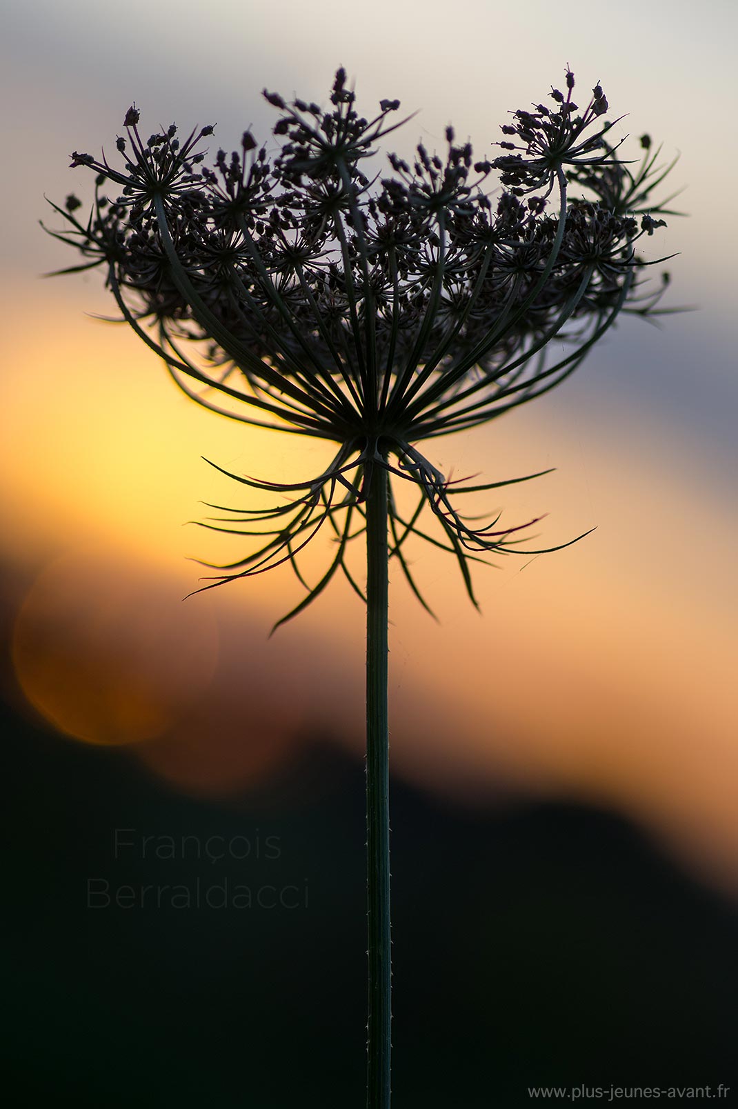 Fleur de Daucus carota à contrejour