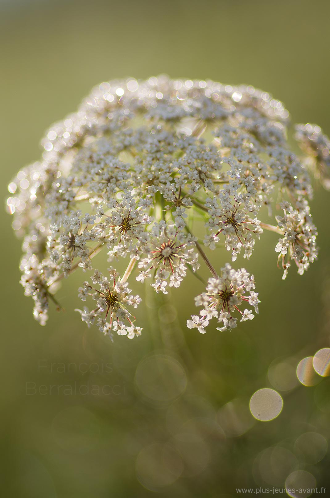 Fleur carotte sauvage dorée