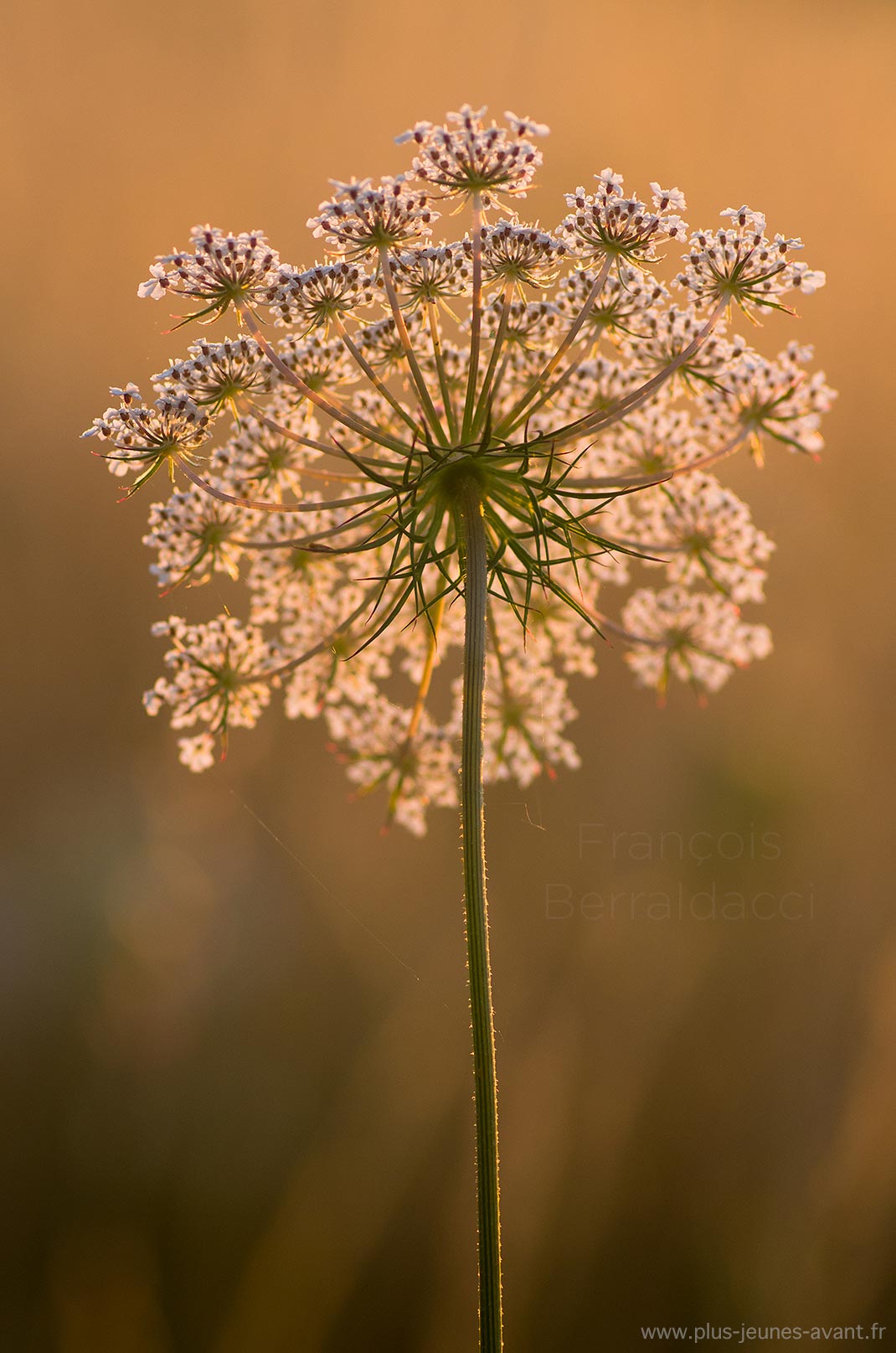 Fleur Daucus carota à l'aube