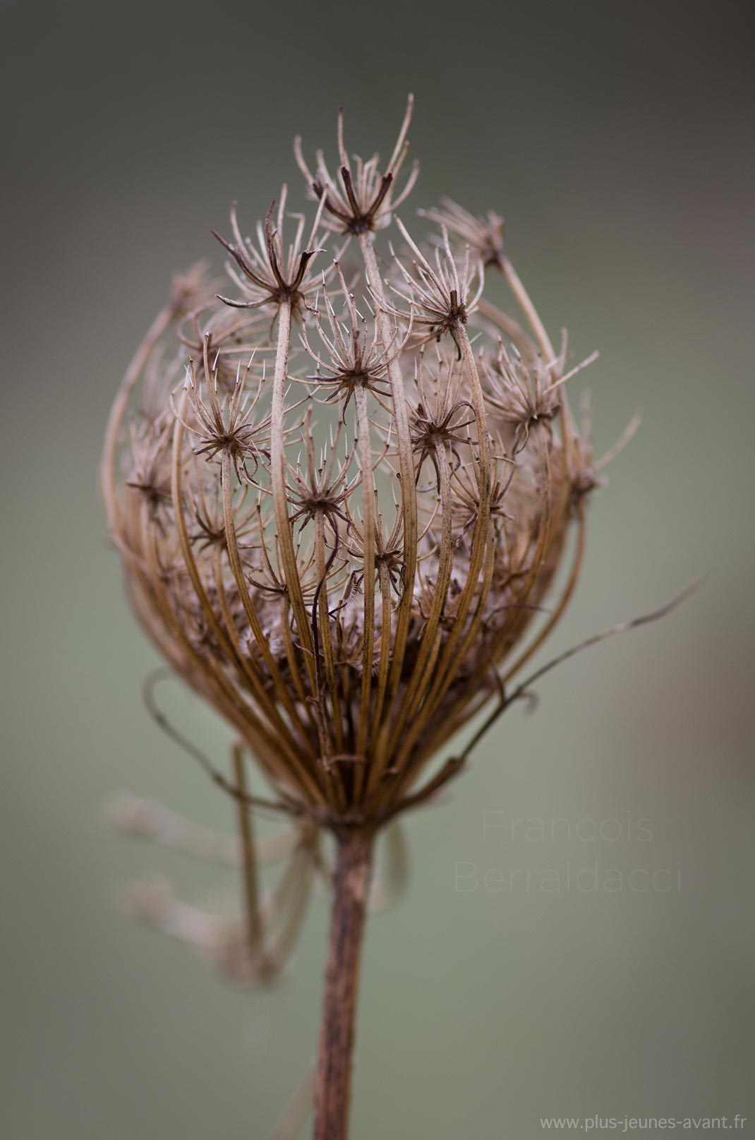 Fleur séchée de Daucus crota