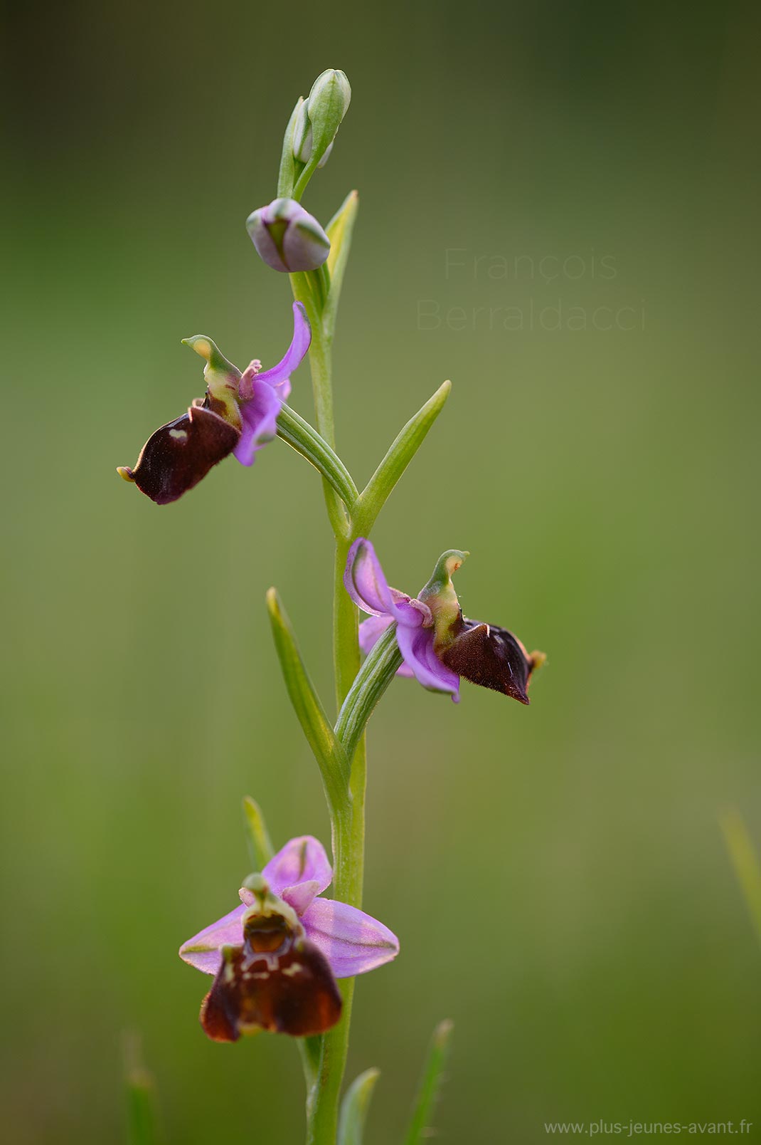 Orchidée sauvage Ophrys bourdon