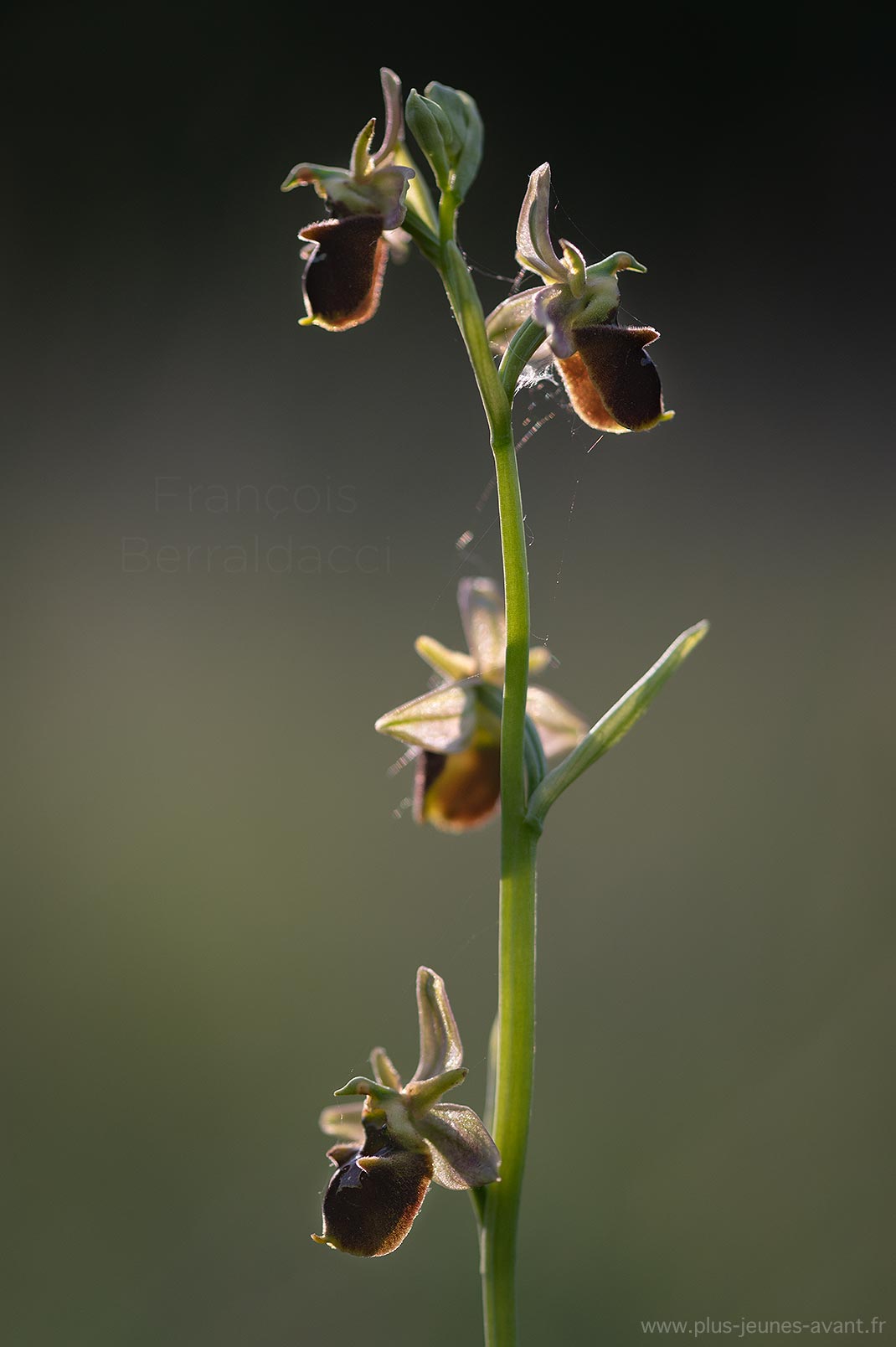 Orchidée Ophrys fuciflora à contrejour