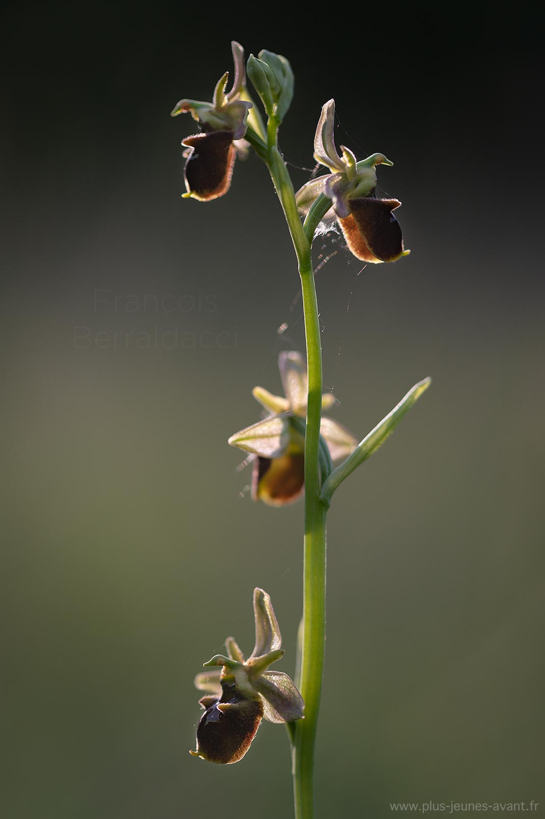 Orchidée Ophrys fuciflora à contrejour