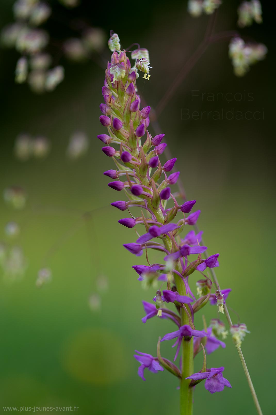 Orchidée Orchis moucheron et briza