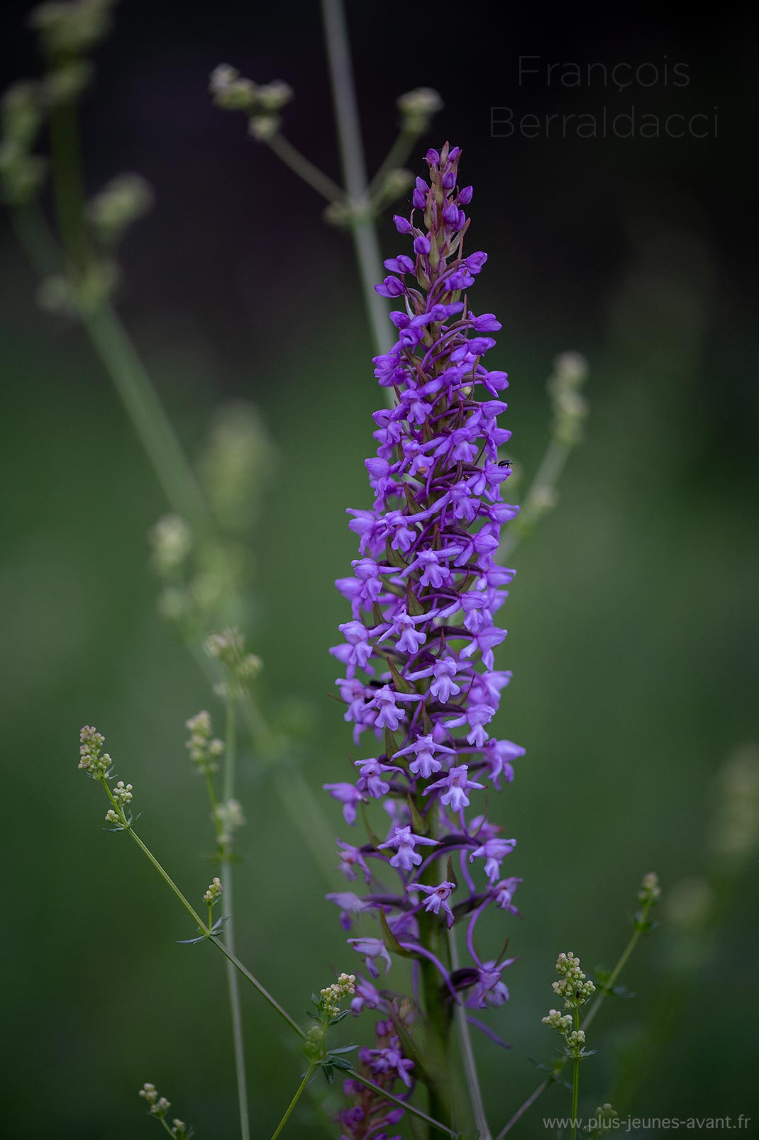 Orchidée Orchis moucheron - Gymnadenia conopsea