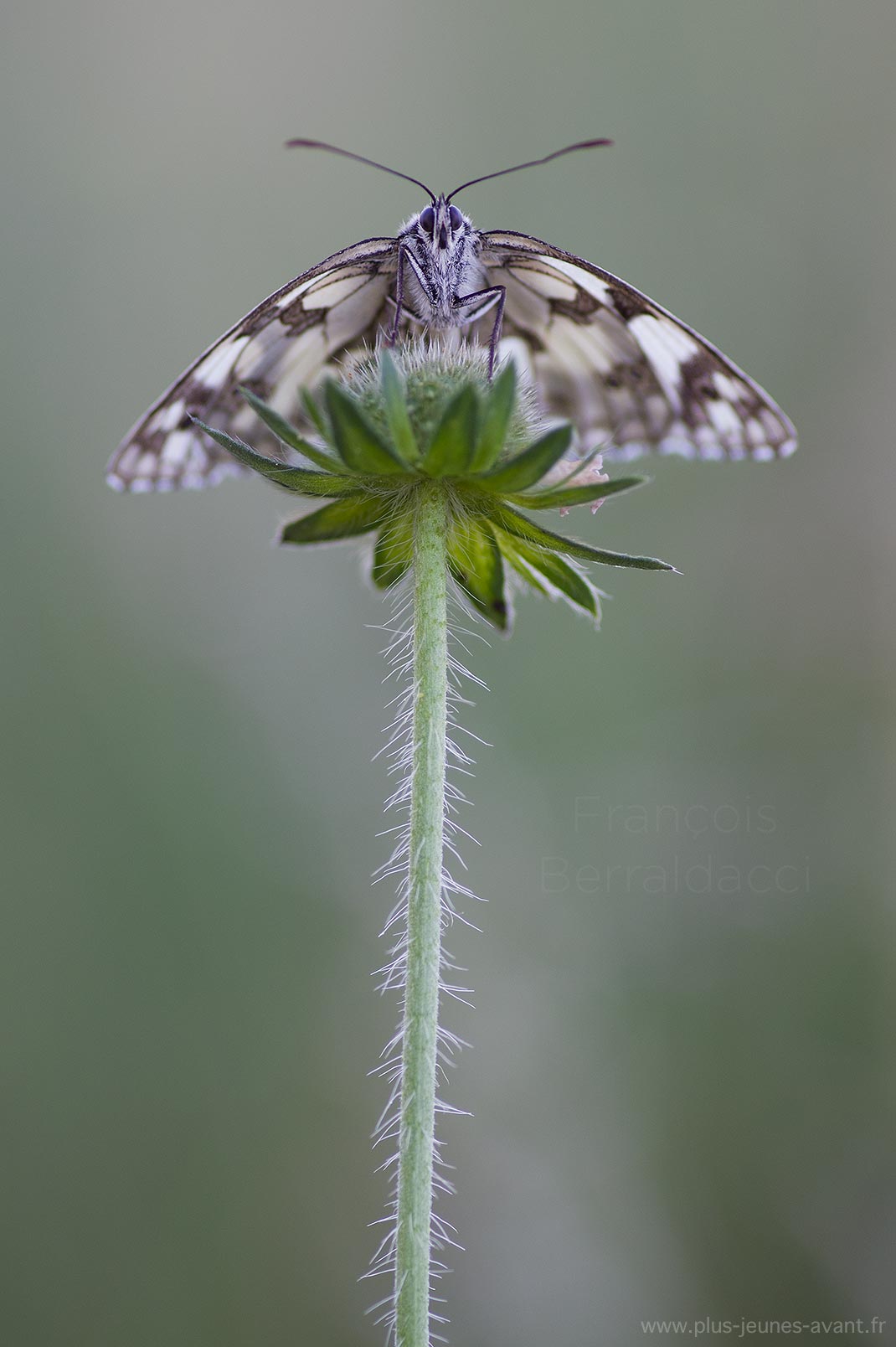 Papillon le Demi-deuil - Melanargia galathea