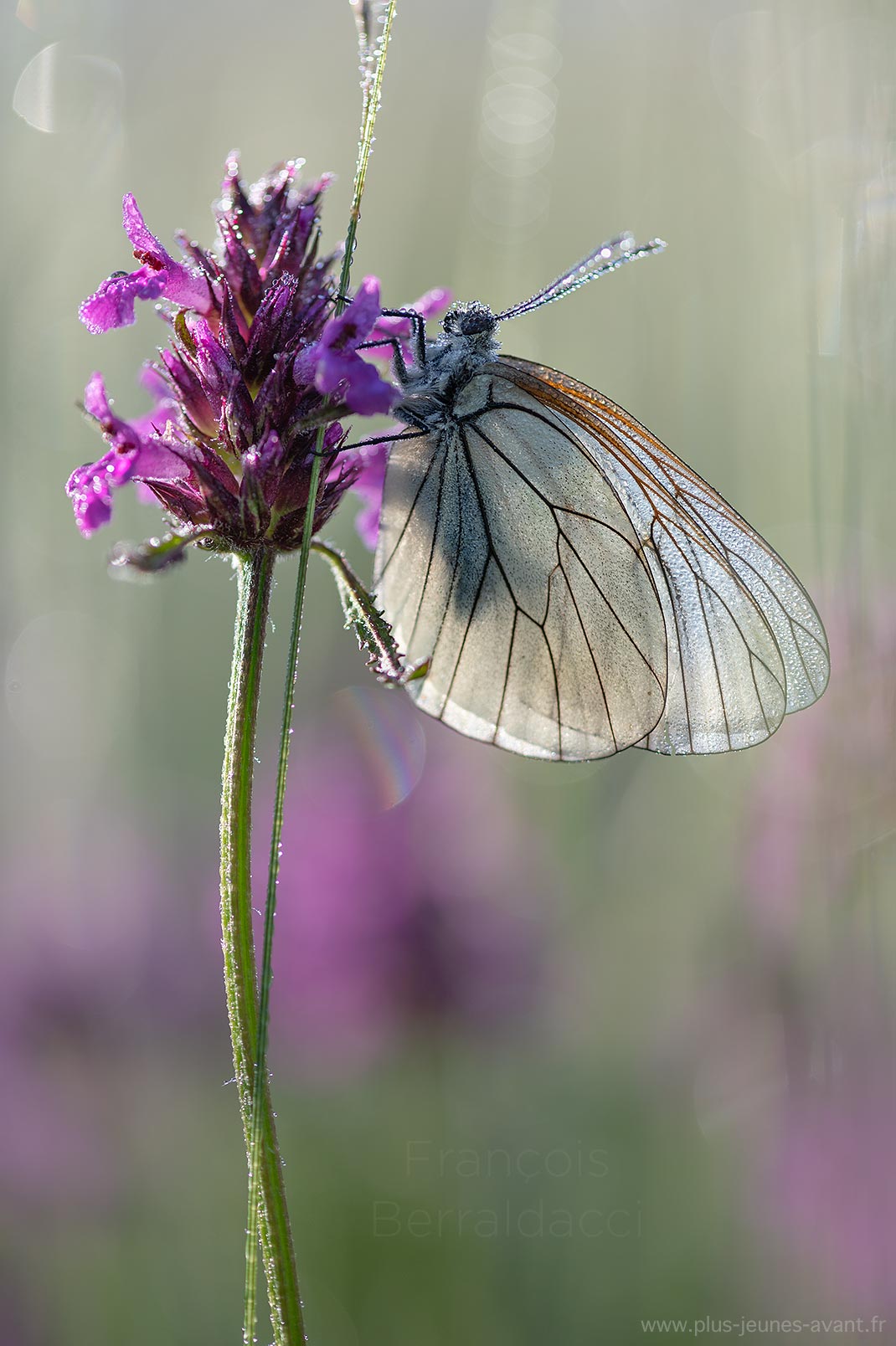Papillon le Gazé - Aporia crataegi