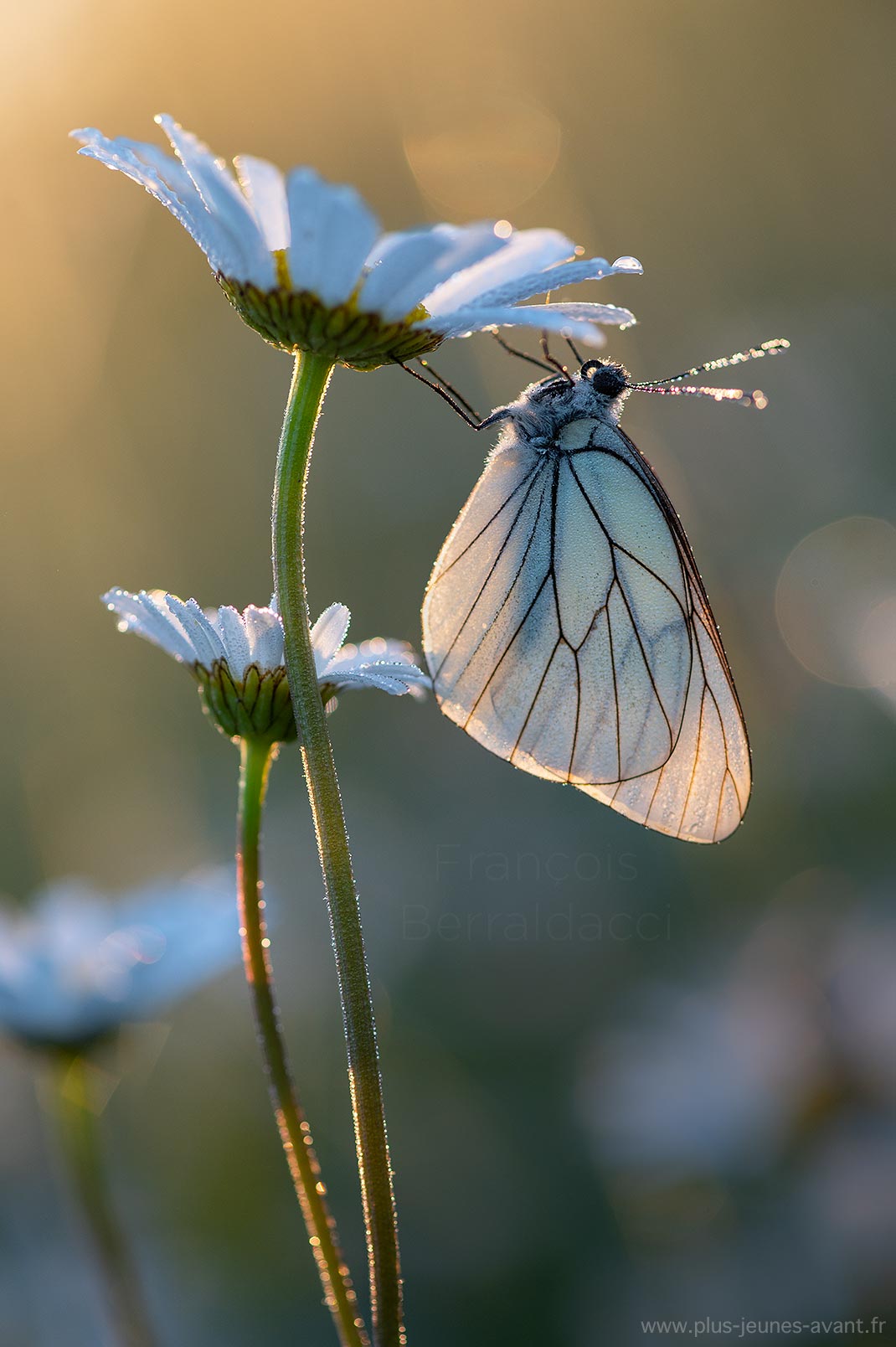 Gazé sur une marguerite