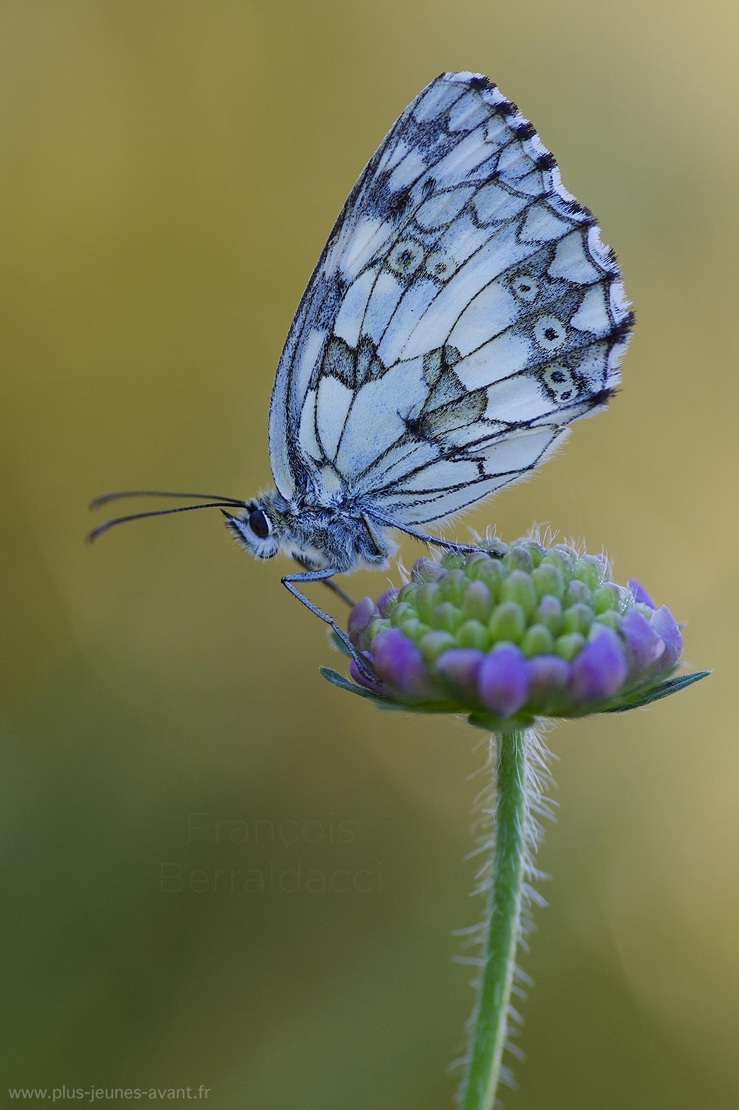 Papillon Demi-deuil sur une scabieuse