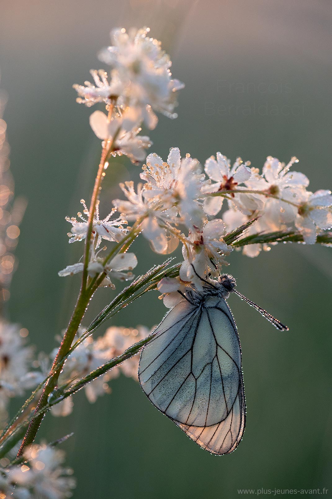 Papillon Gazé sur une fleur de Filipendule