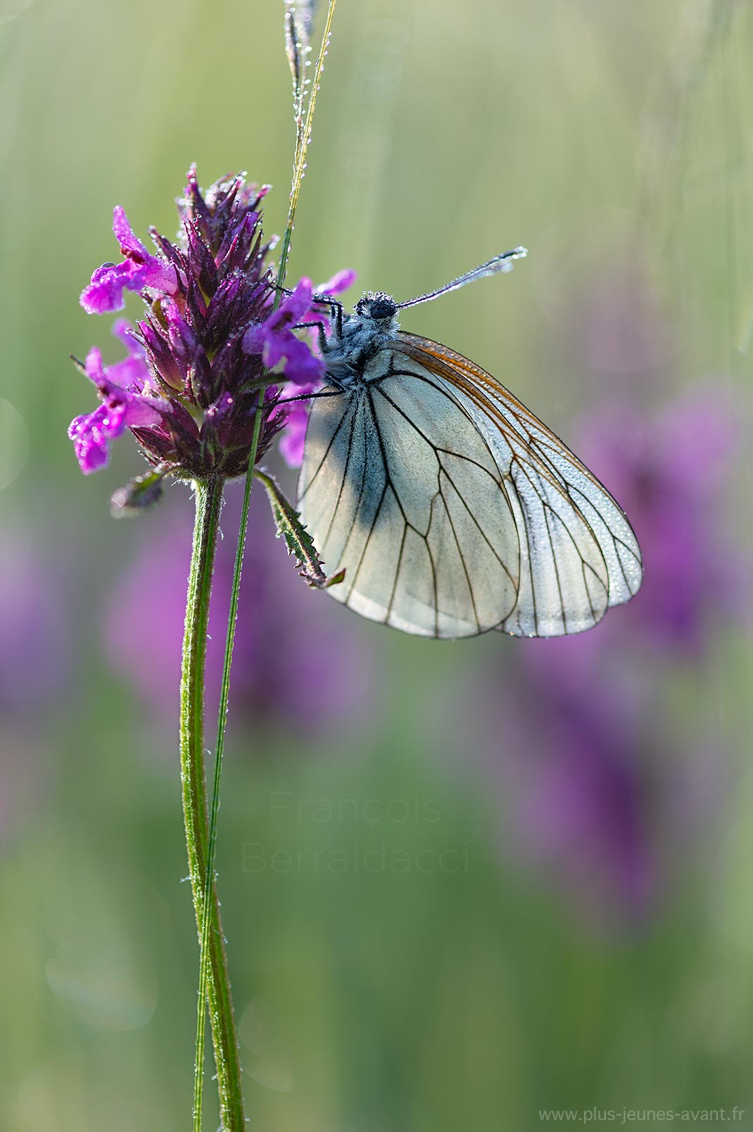 Papillon le Gazé - Aporia crataegi
