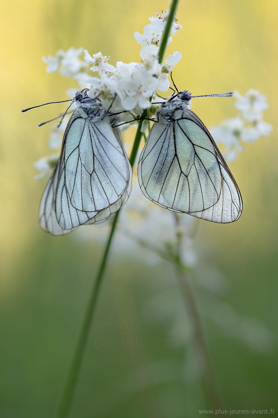 Gazés sur une fleur de Filipendule