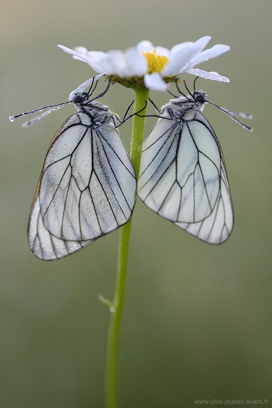 Papillons Gazés sur une marguerite